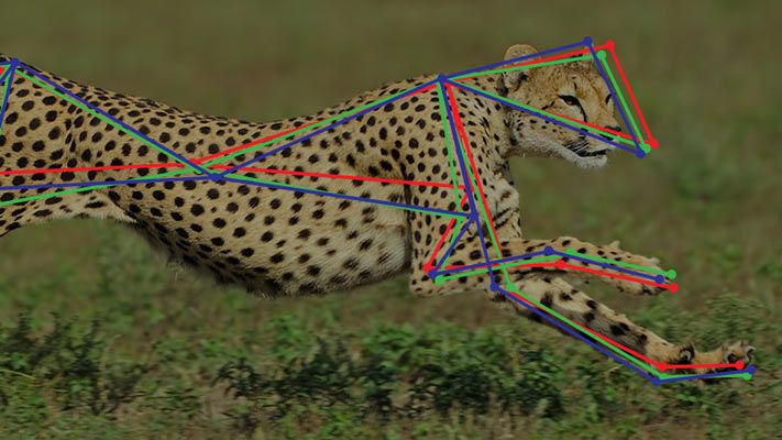 Photo of running cheetah with overlay of multibody model of skeleton.